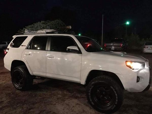 Christmas tree hunting