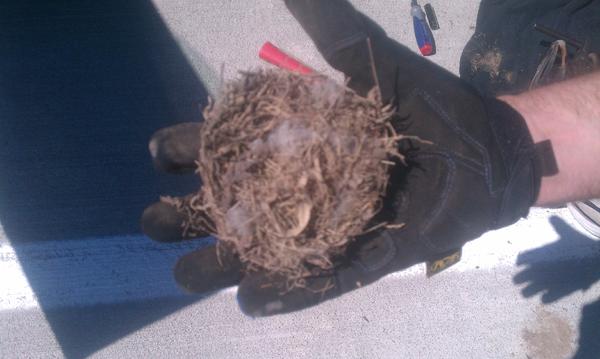 Close up of the nest