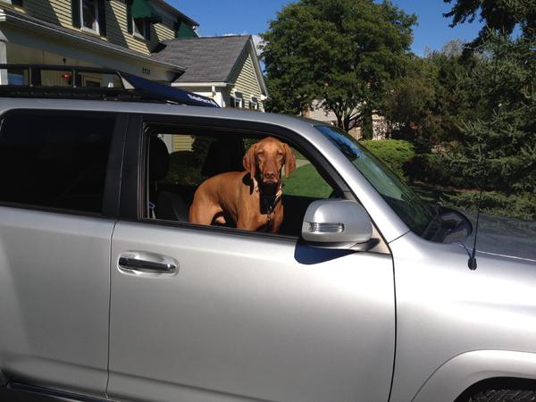 Come on dad, let's go!