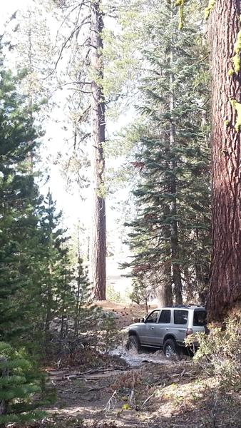 Creepin through the woods