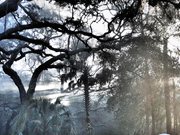 Creepy fog in our campground at Clearwater Lake, Ocala NF