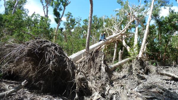 Cyclone uprooted some seriously tall trees next to the streams we fish.