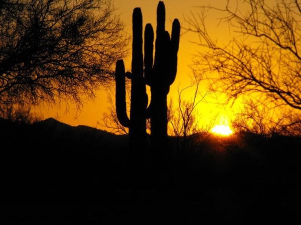 Dancing Cactus