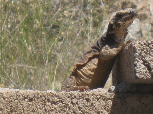 Desert Friend