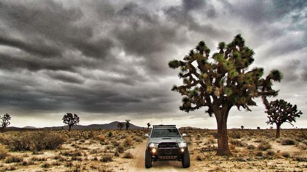 Desert Wandering