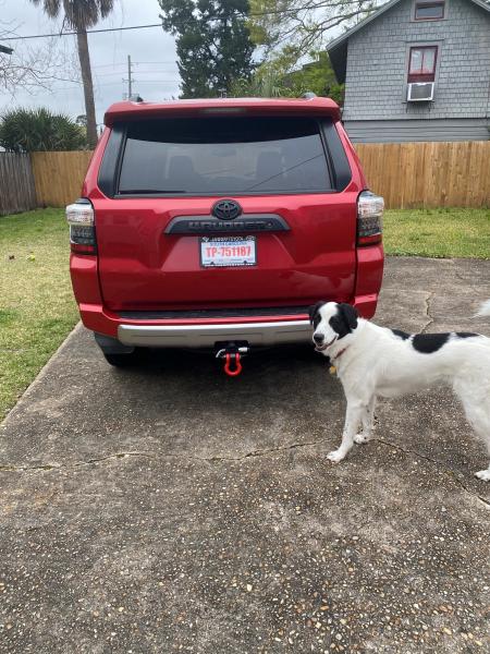 Dog Tax