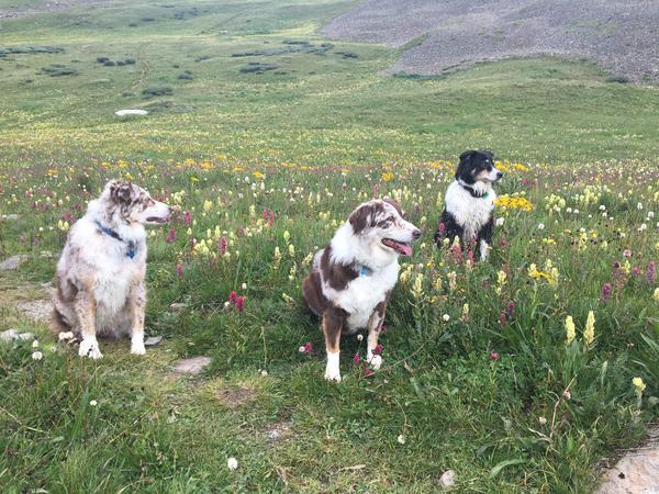 Dogs in flowers