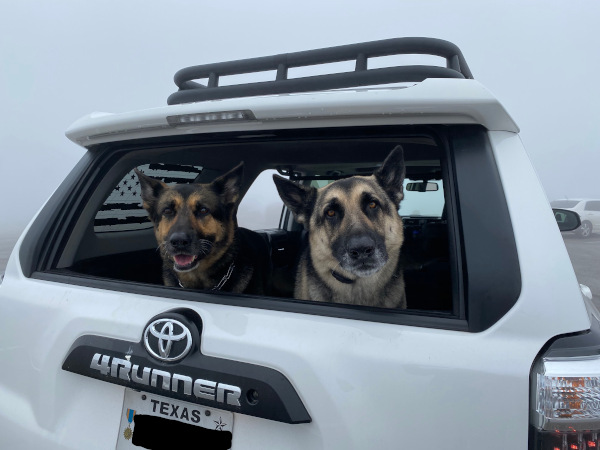 Dogs in the fog 2