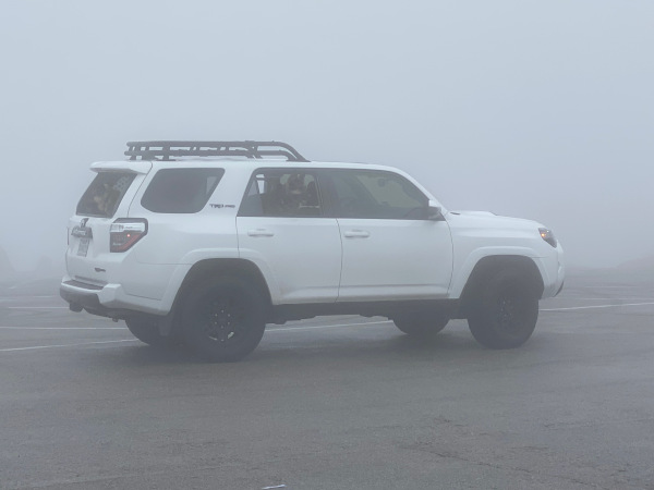 Dogs in the fog