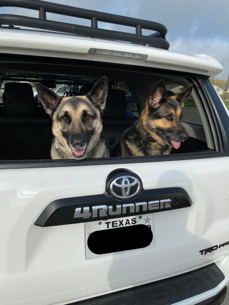 Dogs ready to ride