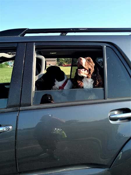 Eddie and Flo in dog seat protector I had in back of Graebaebae before frisbee sesh
