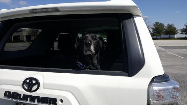 El pup in the 4runner
