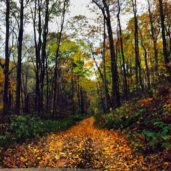 Fall in va
