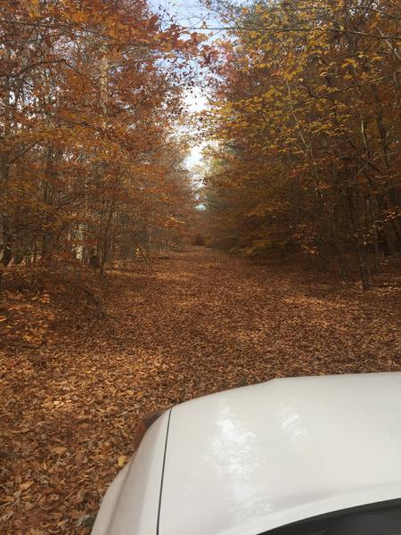 fall trail