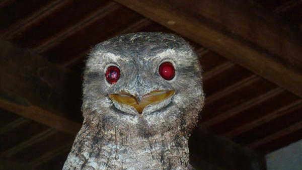 Frogmouth owl that flew in to check out what I was up to on the downstairs verandah.  A face only its mother could love !!