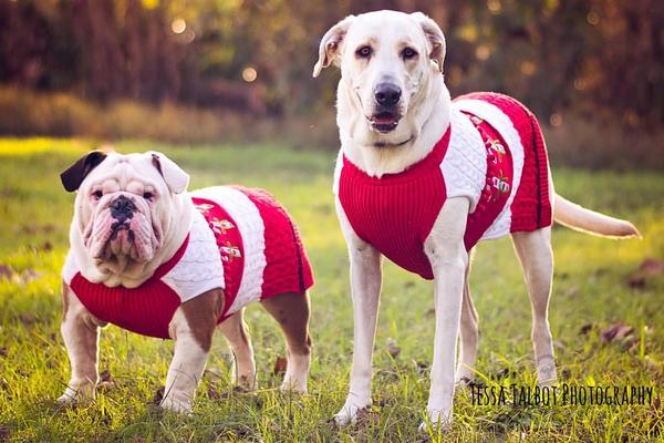 funny christmas picts