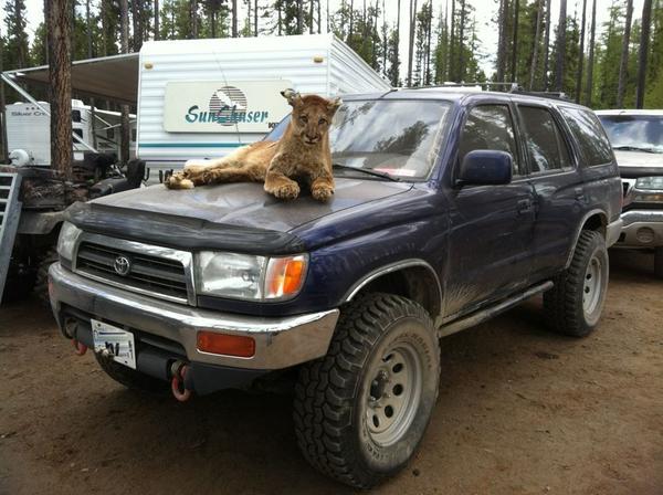 Gary the no-trash cougar
(most recent pic)