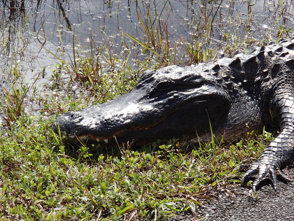 Gators are everywhere around here - this one's a 10-footer