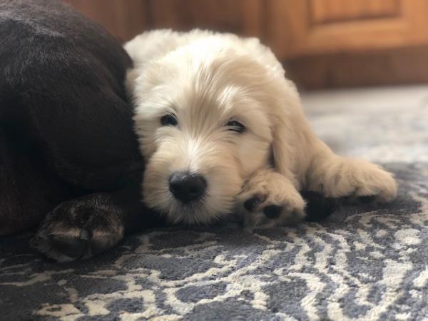 golden doodle BODHI