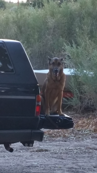 Good doggy.