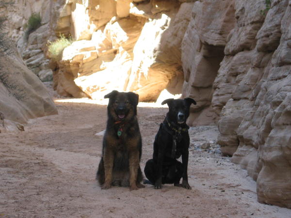 Happy hiking dogs