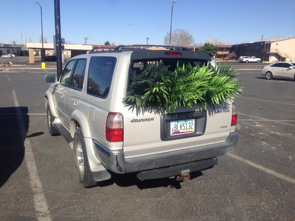 Helped my friend Matt who works for coors move some Corona fake palm trees cuz he didn't have a truck. Just thought it looked pretty funny so here ya 