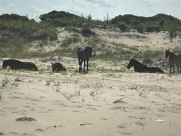 Horses