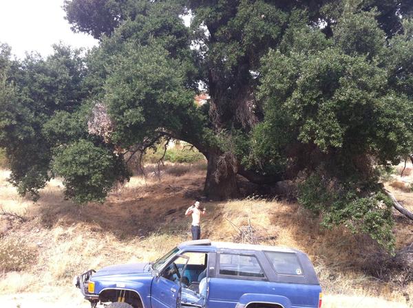 Huge oak hidden in the hills of Ranchita.