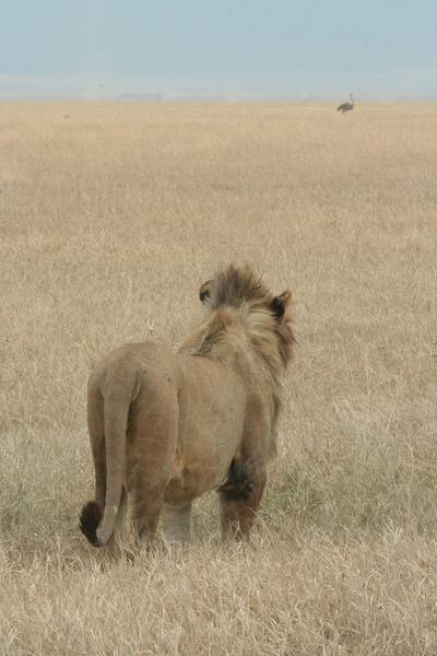 I see dinner, so far away. Heck, it's ostrich.