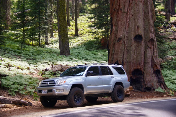In front of a big Sequoia