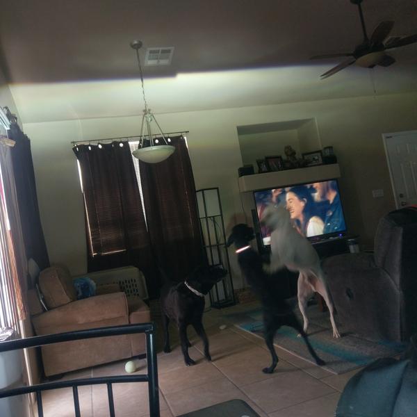 IS350 Projector cut-off.  Don't mind the zoo.