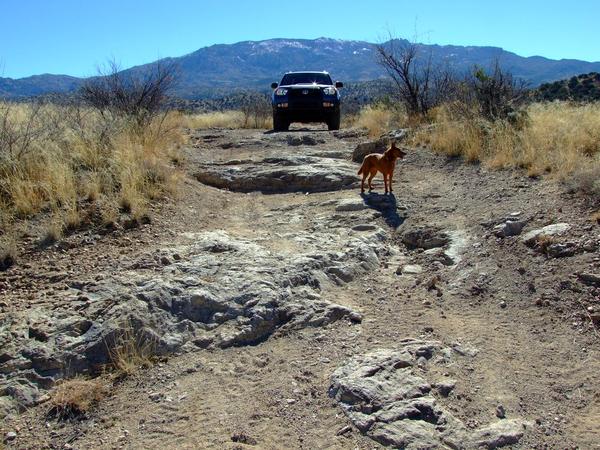 Italian Trap Road with Ladybug