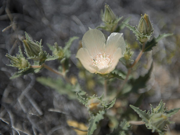 Joshua Tree desert blooms and buds