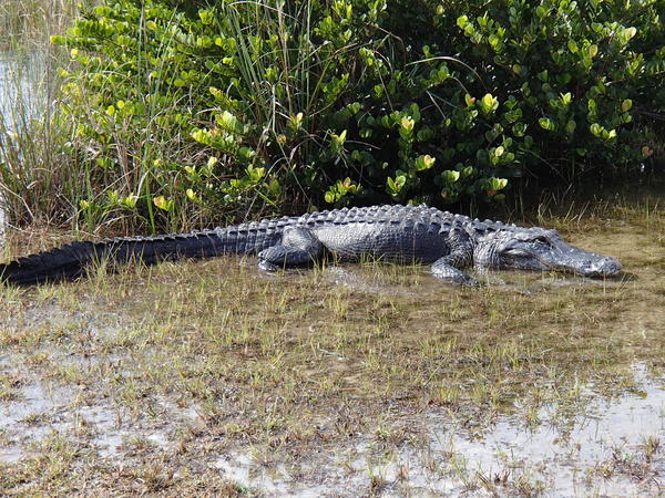 King of the everglades - the American Alligator