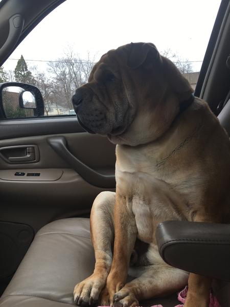 Knuckles riding shotgun