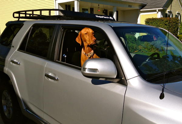 Koda is waiting to ride!