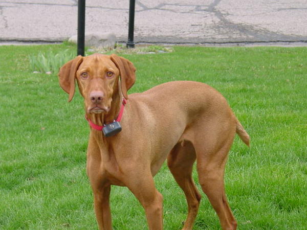 Koda