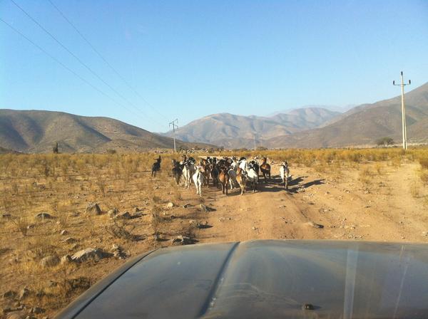 la foto (29)

Yota "herding goats"