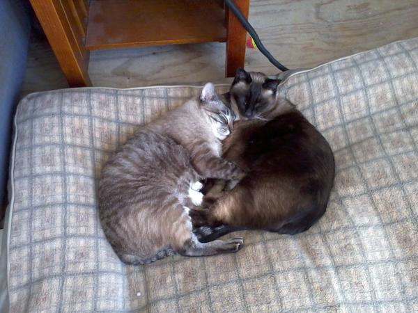 Lazy Bums