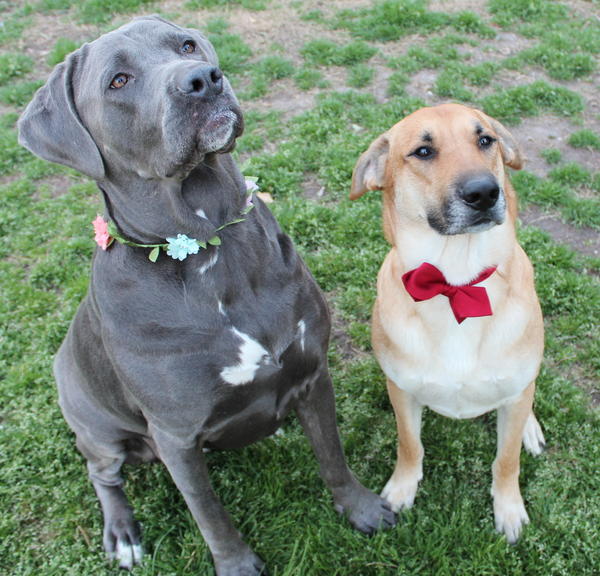 Left - Kali - 4yo Cane Corso
Right - Kujo - 4yo GSD/Lab Mutt
