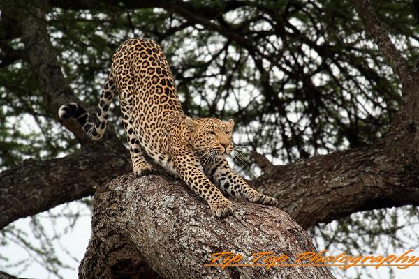 Leopard stretch edit
