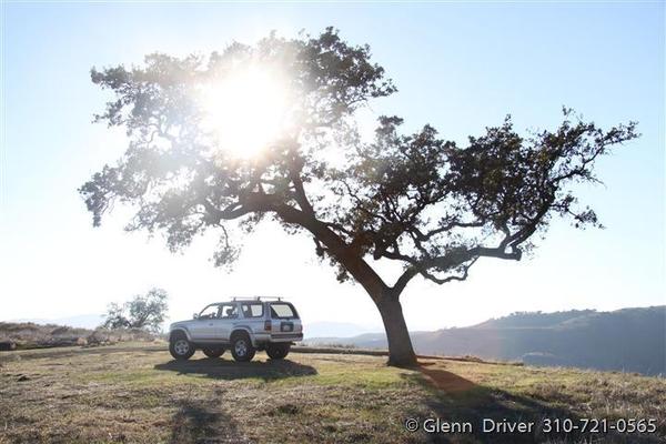Lone tree for a Lexus commercial