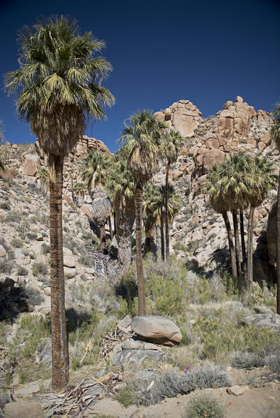 Lost Palms Oasis near Cottonwood Springs in Joshua Tree National Park. Last year I followed the canyon beyond up onto a plateau near Eagle Peak.