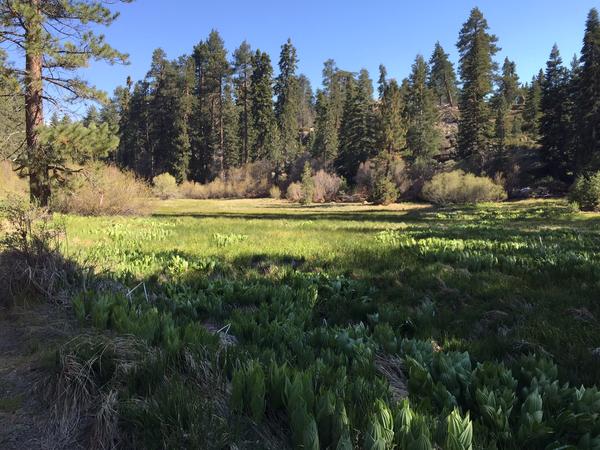 Meadow in Big Bear