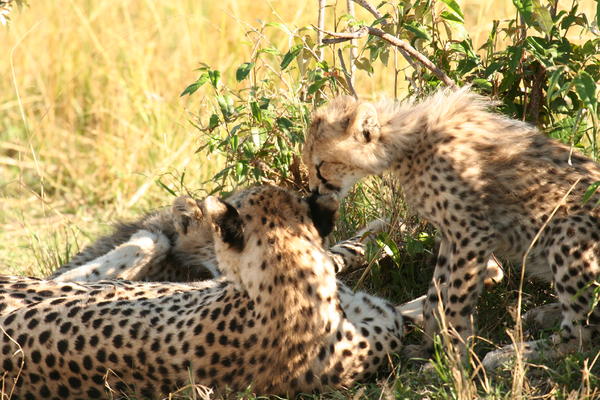 mmmm, cheetah ear wax