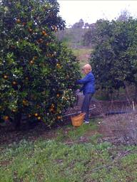 mom picking oranges bottom of grove