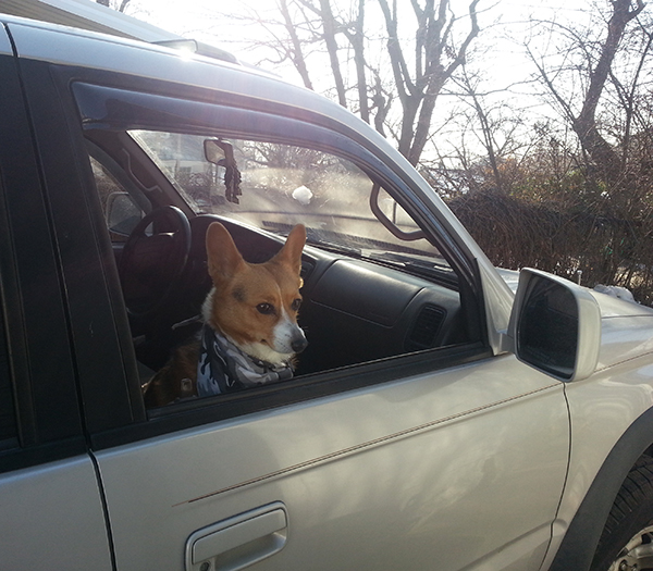 monty the dog