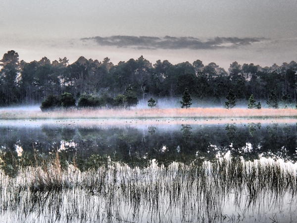 Morning fog at Clearwater Lake, Ocala NF