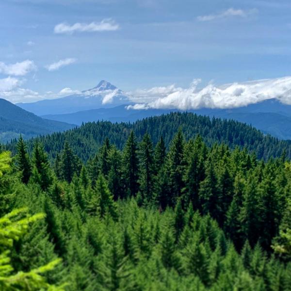 Mt. Hood beyond