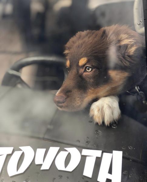 My Aussie, Mala!